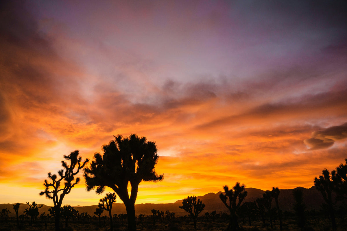 Environmental Mission Statement / Prop 65